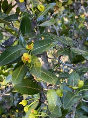 Ochna arborea