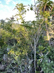 Ochna arborea