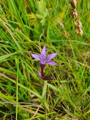 Gentianella lutescens