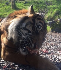Panthera tigris altaica