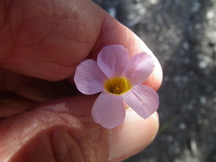 Oxalis caprina