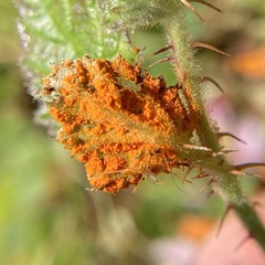 Phragmidium tuberculatum