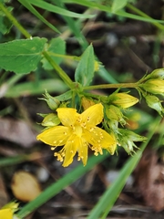 Hypericum undulatum