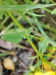 Hypericum undulatum