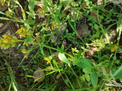 Hypericum undulatum
