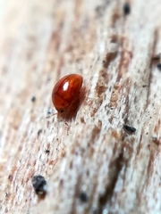 Rypobius praetermissus