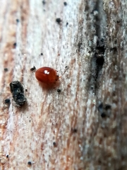 Rypobius praetermissus