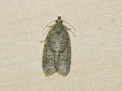 Copromorpha
