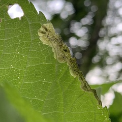 Agromyza ambrosivora