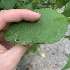 Agromyza ambrosivora