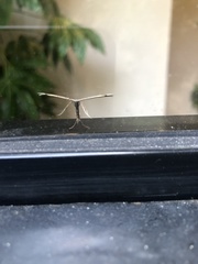 Emmelina monodactyla