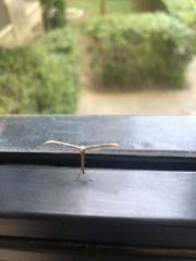 Emmelina monodactyla
