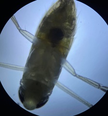 Palmacorixa nana
