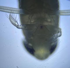 Palmacorixa nana