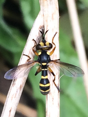 Conops scutellatus