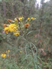 Hieracium umbellatum filifolium