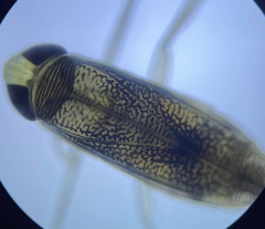 Palmacorixa nana