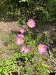 Sabatia kennedyana