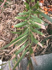 Zamia prasina