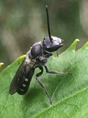 Lasioglossum sexnotatum