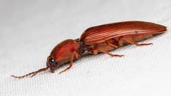 Stenagostus rufus