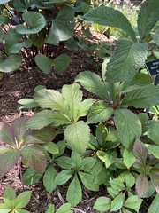 Rodgersia