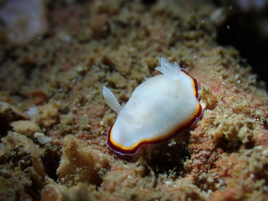 Triple-margined dorid