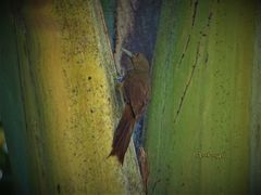 Dendrexetastes rufigula