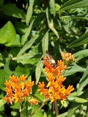 Sphex ichneumoneus