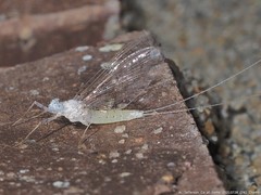 Maccaffertium terminatum
