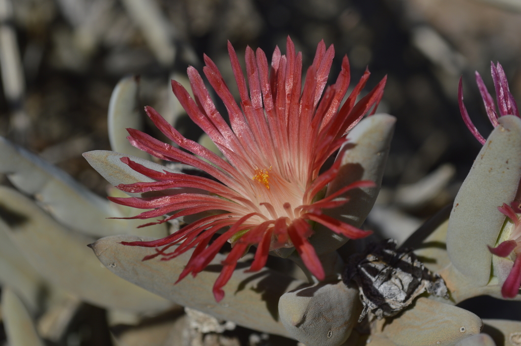 Astridia speciosa