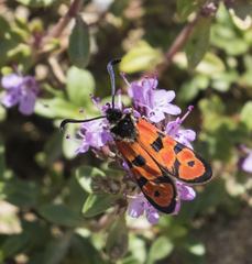 Zygaena hilaris