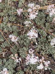 Eriogonum kennedyi