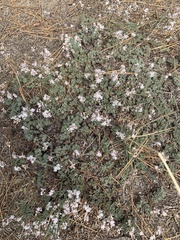 Eriogonum kennedyi