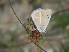 Polyommatus fulgens