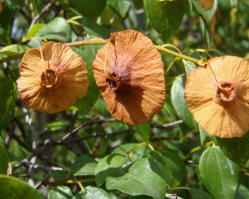 Jerusalem Thorn (Paliurus spina-christi)