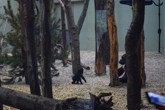Gorilla gorilla
