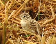Calandrella dukhunensis
