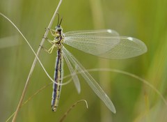 Myrmecaelurus