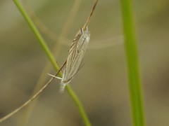 Metacrambus carectellus