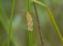 Clepsis pallidana