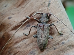 Acalolepta rusticatrix