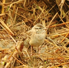 Calandrella dukhunensis