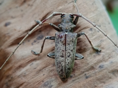 Acalolepta rusticatrix