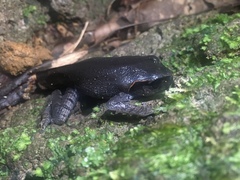 Leptobrachium