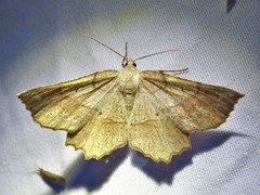 Euchlaena marginaria