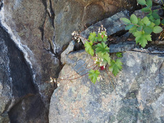 Heuchera glabra