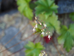 Heuchera glabra