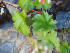 Heuchera glabra