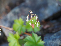 Heuchera glabra